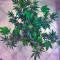 White Rhino feminized seeds (Nirvana Seeds)