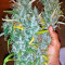 White Widow (Nirvana Seeds)