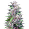 Graines de cannabis Blue Power (Vision Seeds)