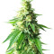Graines de cannabis Kali & the Chocolate Factory (KFC Seeds)