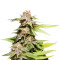 Kannabia Special Max Auto Seeds