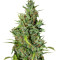Semi femminizzati di Neville Haze Ryder Auto
