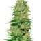 Graines de cannabis Veneno (Eva Seeds)