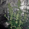 Baby Boom Auto Seeds