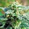 Fruitylicious feminized seeds