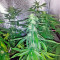 Super Bud (GHS)