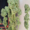 Amnesia Haze Auto feminized seeds (Vision Seeds)