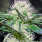 Graines de cannabis Hashberry regular (Mandala Seeds)