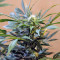 Karibbean Mango (Kannabia Seeds)