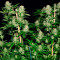Graines de cannabis Veneno (Eva Seeds)