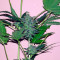 White Domina Max Auto Seeds