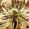 White Widow (Nirvana Seeds)