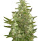 Graines de cannabis Critical + Autoflowering (Dinafem Seeds)