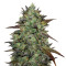 Semillas feminizadas Eleven Roses (Delicious Seeds)
