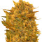 Graines de cannabis Sour P (Resin Seeds)