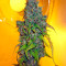StarRyder Auto feminized seeds