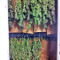 Sour Blueberry (Humboldt Seeds Organization)