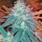 Triple Cheese feminized seeds