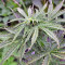 Think Big Auto feminized seeds