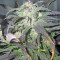 Biddy Early Seeds
