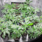 Graines de cannabis Big Bud (Vision Seeds)