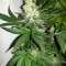 ICE feminized seeds (Royal Queen Seeds)