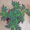 Pakistan Valley (World of Seeds) Cannabis-Samen
