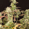 Remo Chemo (Dinafem Seeds)