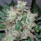 Smile Max Auto (Kannabia Seeds)