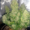 Semi femminizzati Big Devil Auto