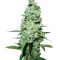 AK-47 regular (Serious Seeds)