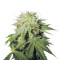 Graines de cannabis Stinky Pinky regular (T.H. Seeds)