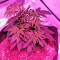 Graines de cannabis Swiss Cheese regular (Nirvana Seeds)