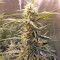 Graines de cannabis Auto Chocolate Skunk (00 Seeds)
