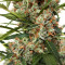 Auto Orange Bud Seeds (Dutch Passion)