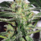 Graines de cannabis Auto White Widow x Big Bud (Female Seeds)
