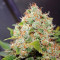 Diesel Glue (BCN Diesel) (Kannabia Seeds)