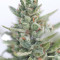 Calamity Jane Auto Seeds