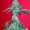 Kali Mist Regular seeds
