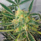 Semillas feminizadas Black Jack Auto (Sweet Seeds)