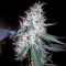 Jack Herer Auto (GHS)