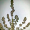 Ketama (World of Seeds)
