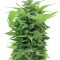 Graines de cannabis Shot Adrenaline Auto (Samsara Seeds)