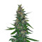 Timanfaya Auto feminized seeds