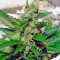 Speed Devil #2 Auto Seeds