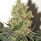 Smile feminized seeds