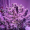 Graines de cannabis Auto White Widow x Big Bud (Female Seeds)