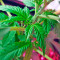 BlackJack (Nirvana Seeds)