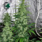 Chronic Seeds