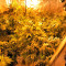 Desert Diesel (Humboldt Seeds Organization)